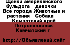 Щенки американского бульдога ( девочки) - Все города Животные и растения » Собаки   . Камчатский край,Петропавловск-Камчатский г.